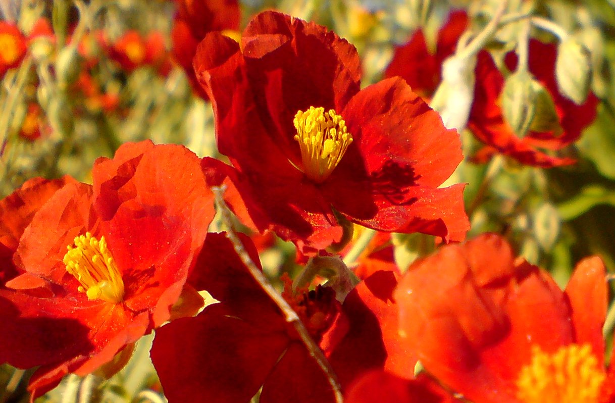 some red flowers with a yellow center in a flower bed