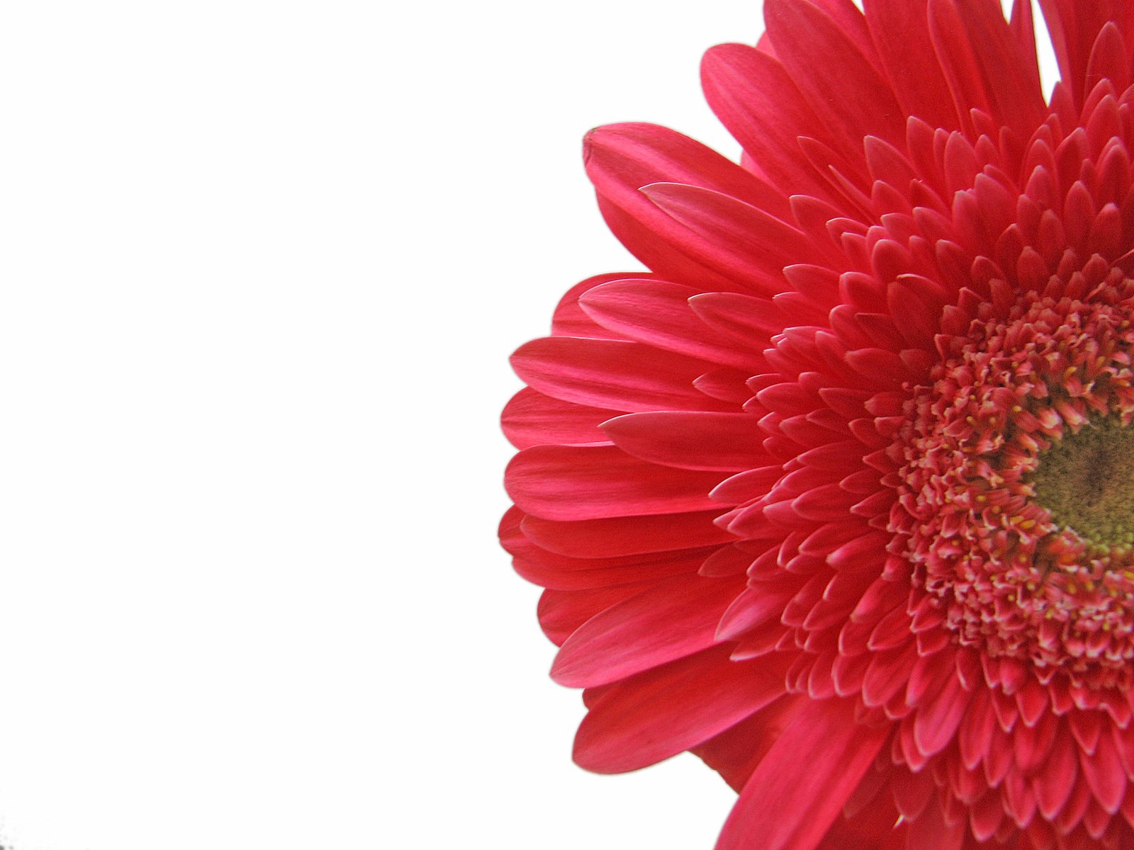 a red flower with its stem facing the viewer