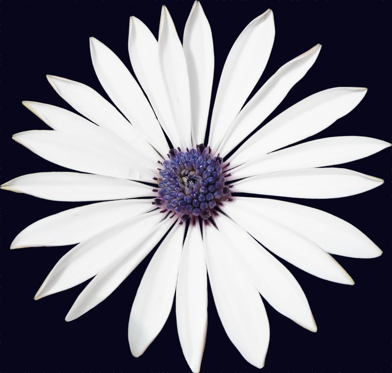 a flower in a square white frame