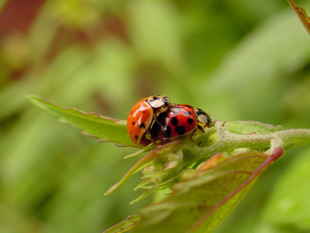 a very close up picture of a ladybug on some green