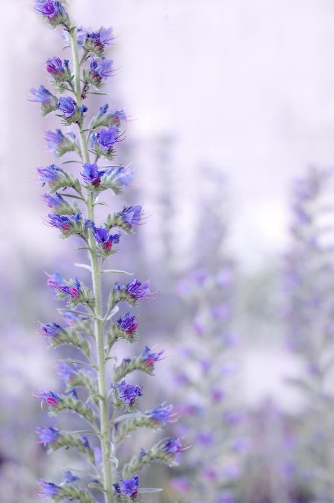 closeup of a tall blue flower, with blurry background