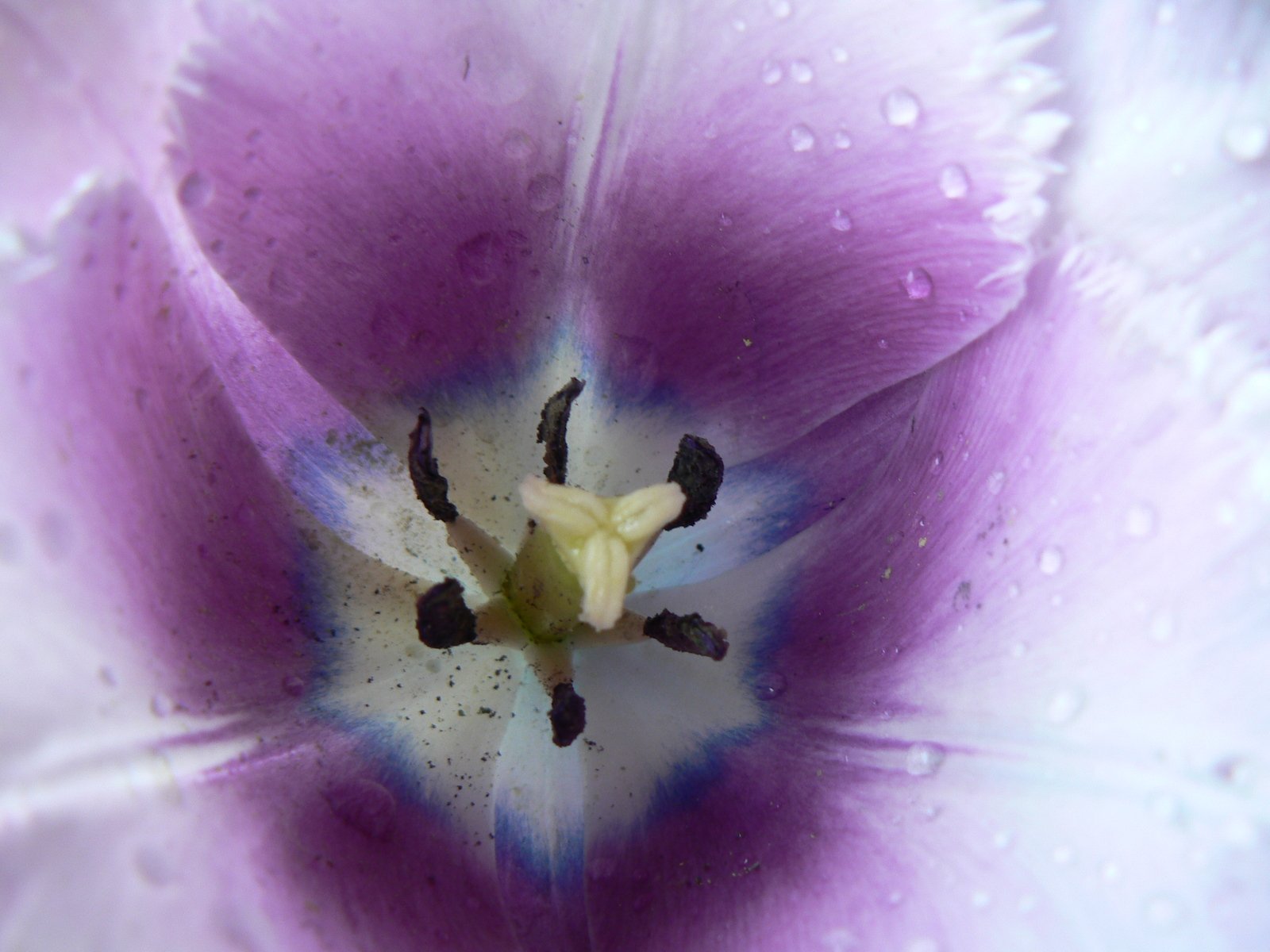a close up view of a purple flower with dew drops