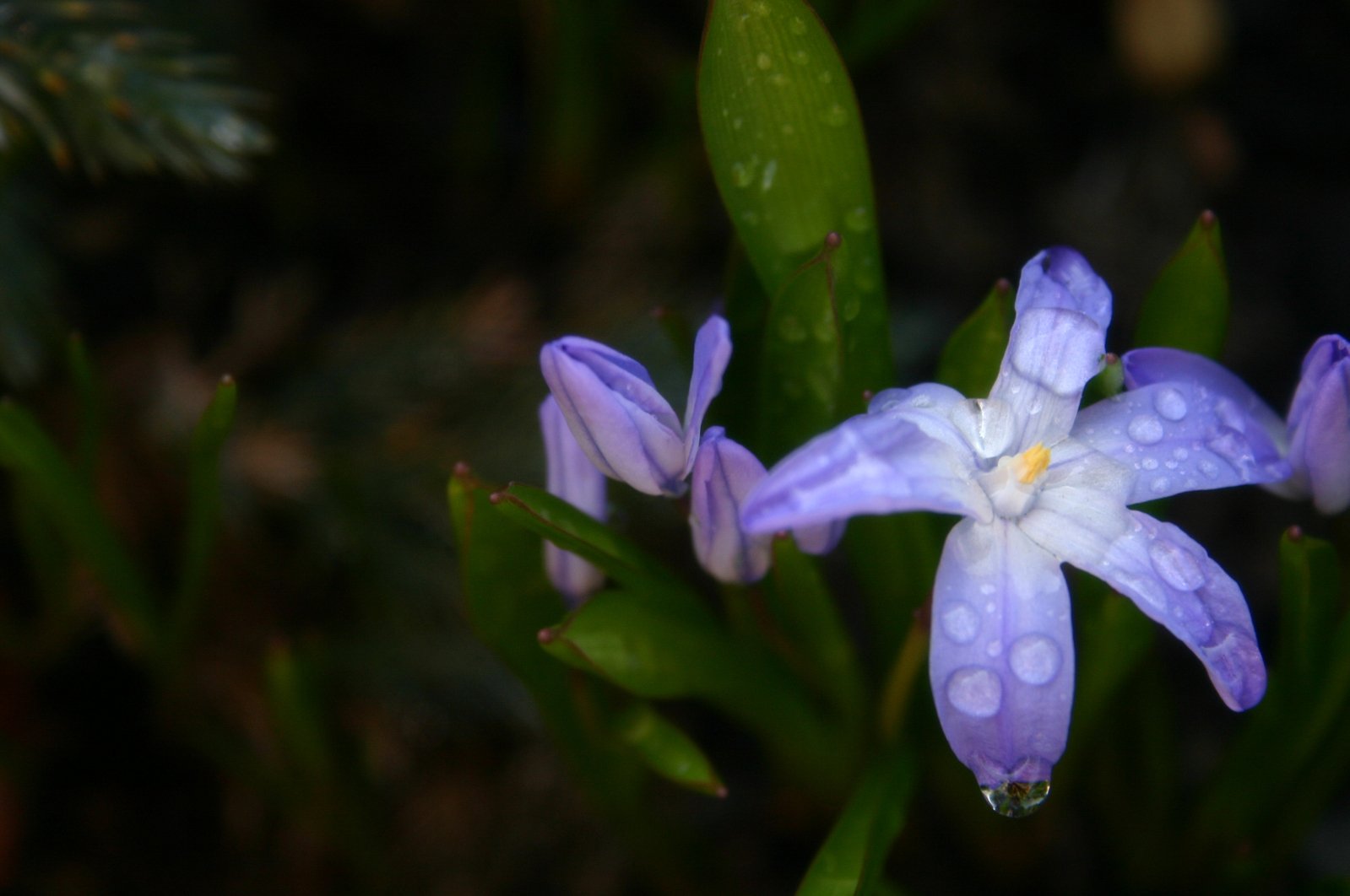 a close up view of some pretty blue flowers