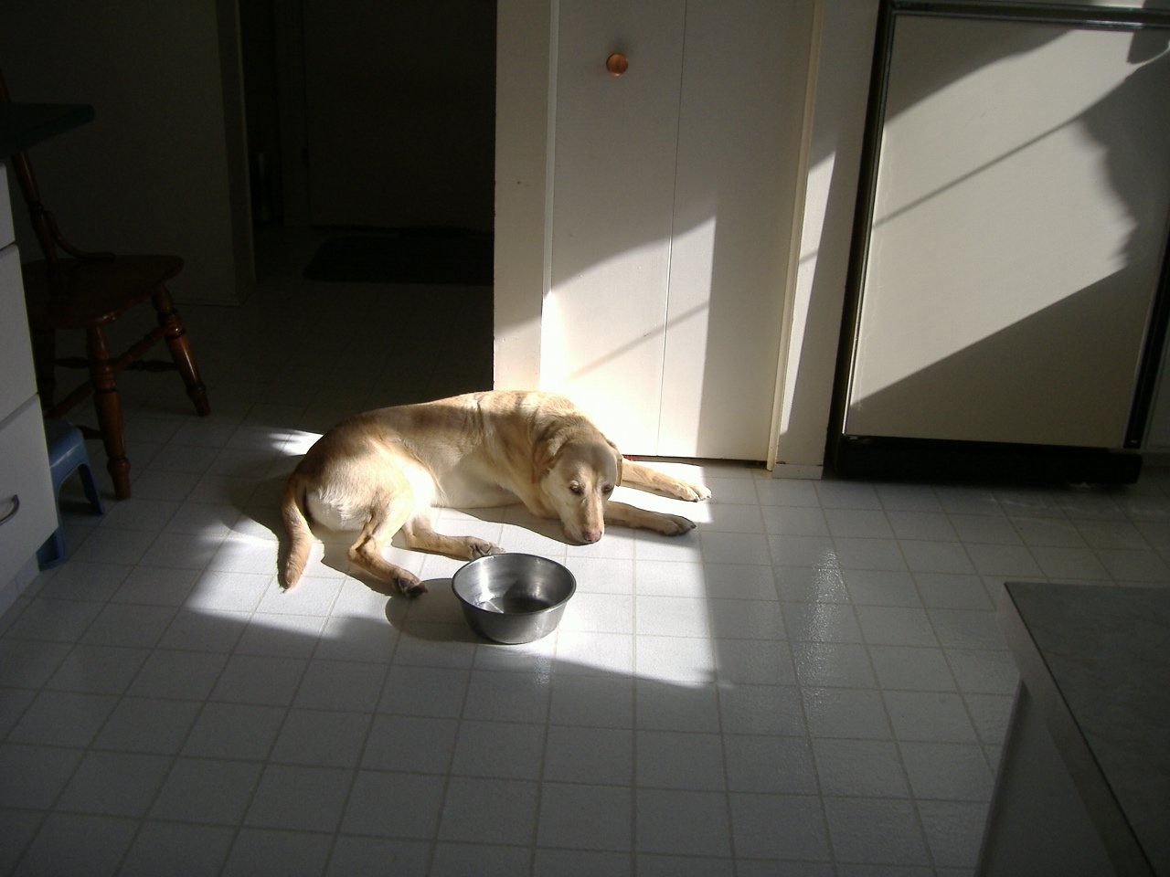 an old dog laying next to a bowl on the floor