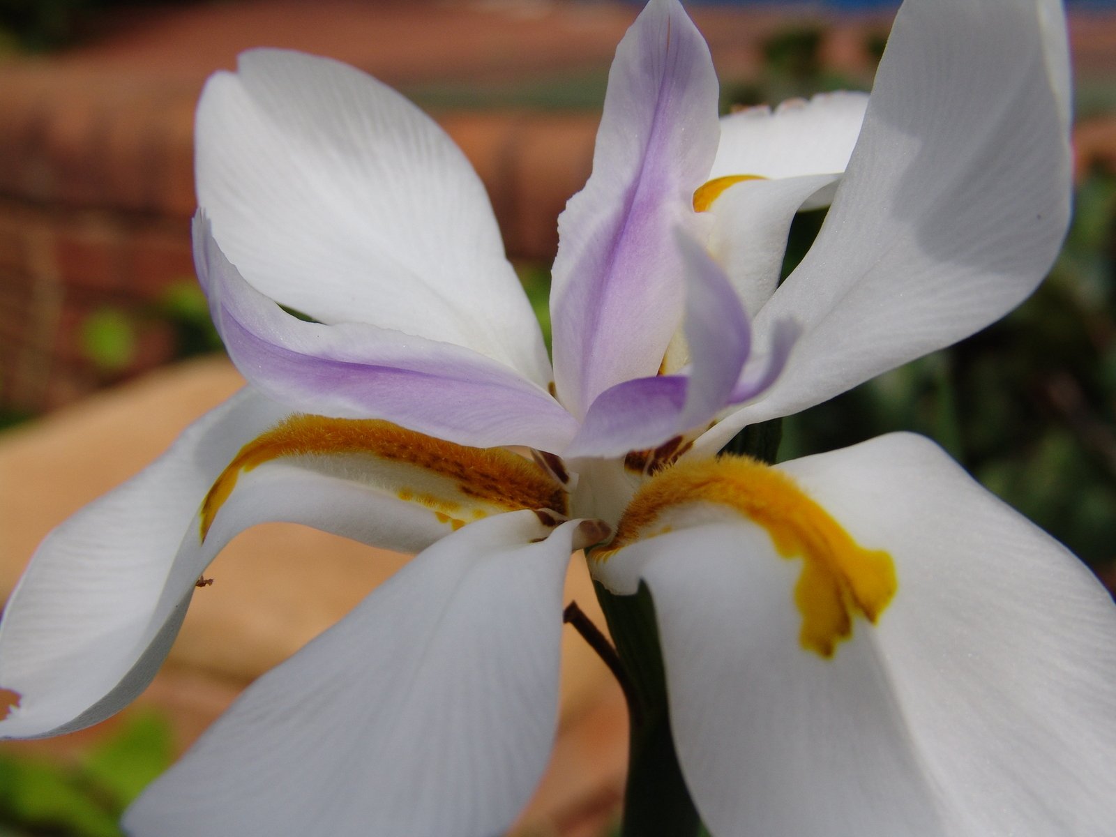 a beautiful white flower has purple petals