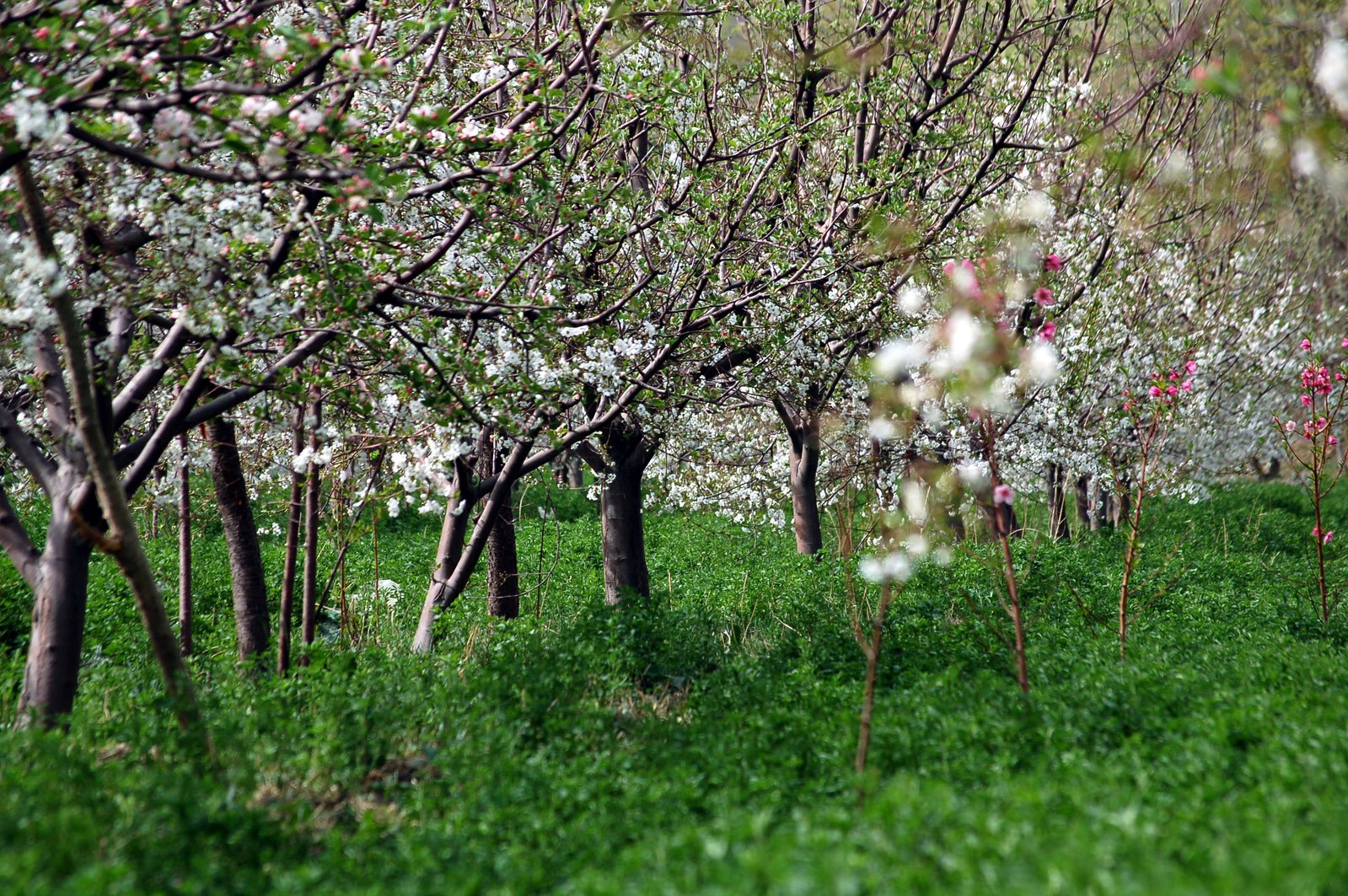 blossoming tree's and green grass in a park setting