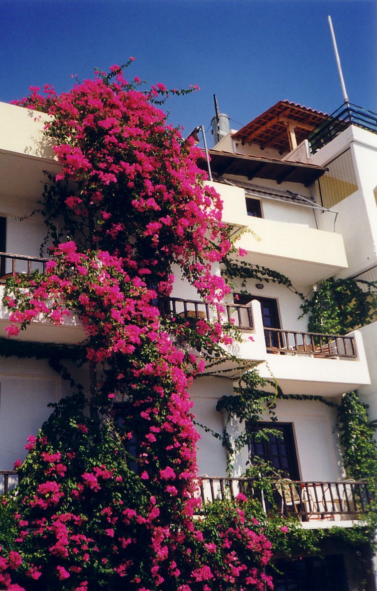 an image of a building with flowers on it