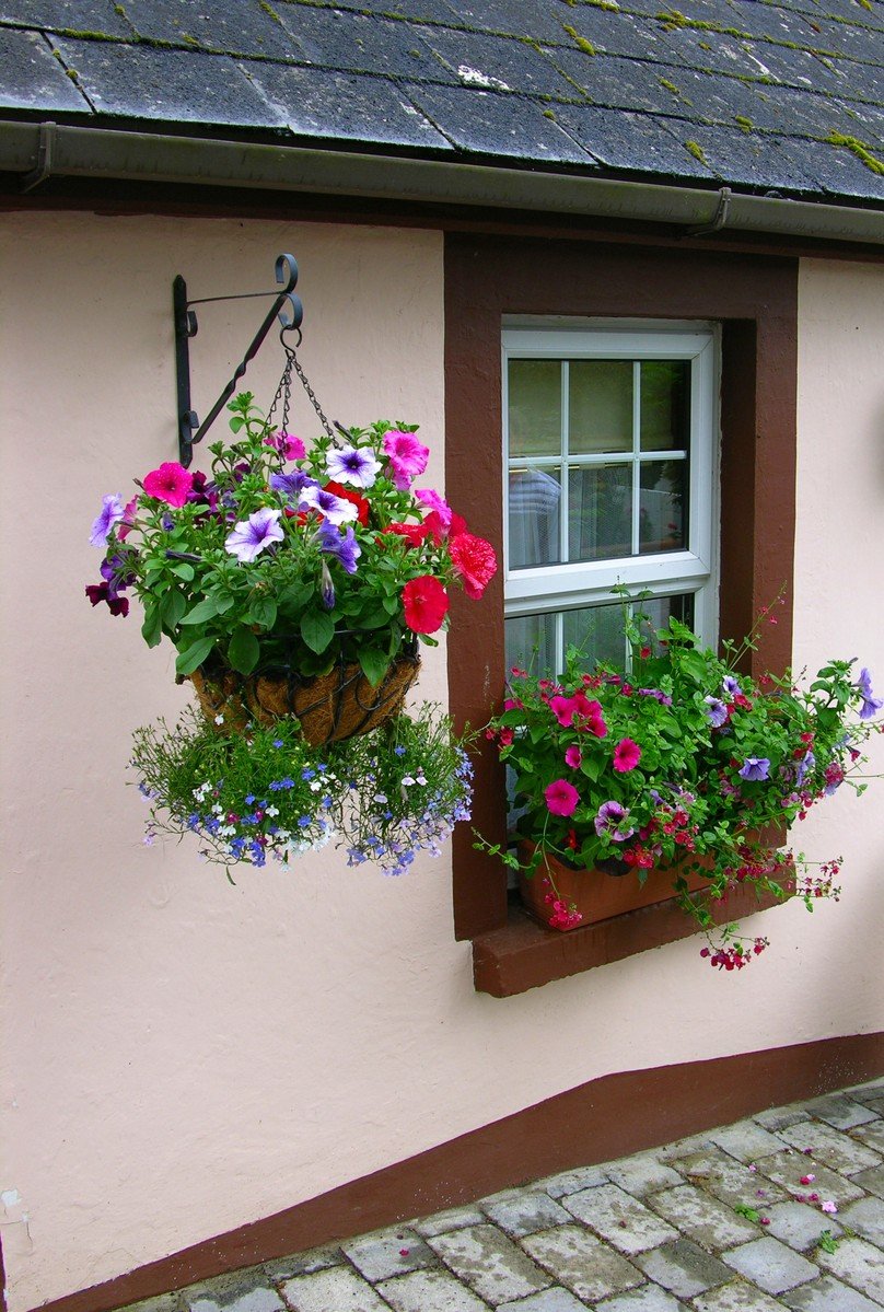 a window with some flowers hanging out of it