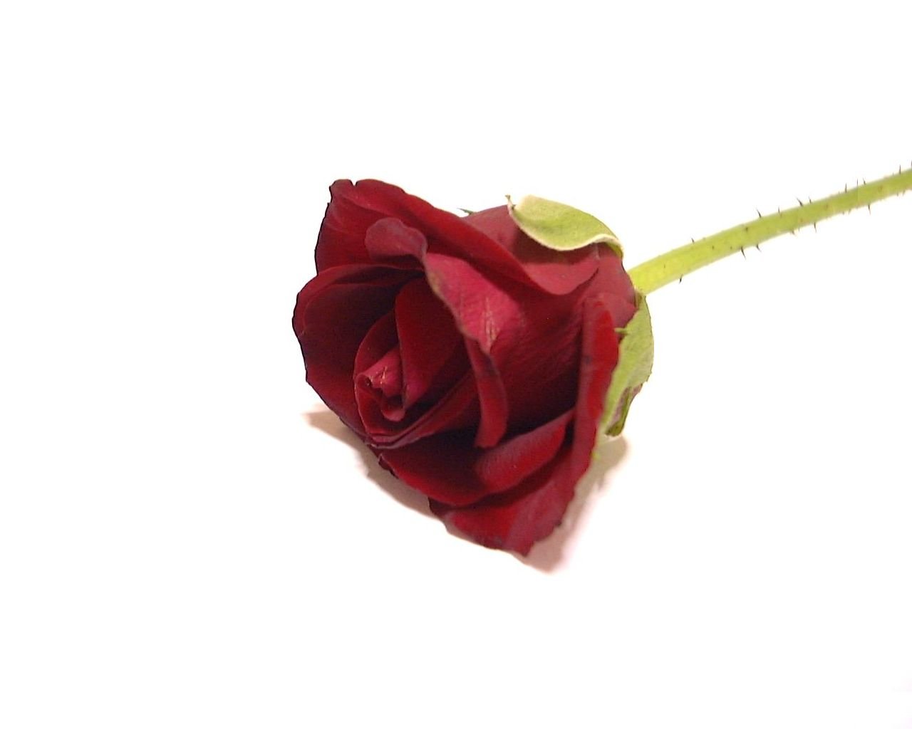 a single red rose with one stem sitting on the floor