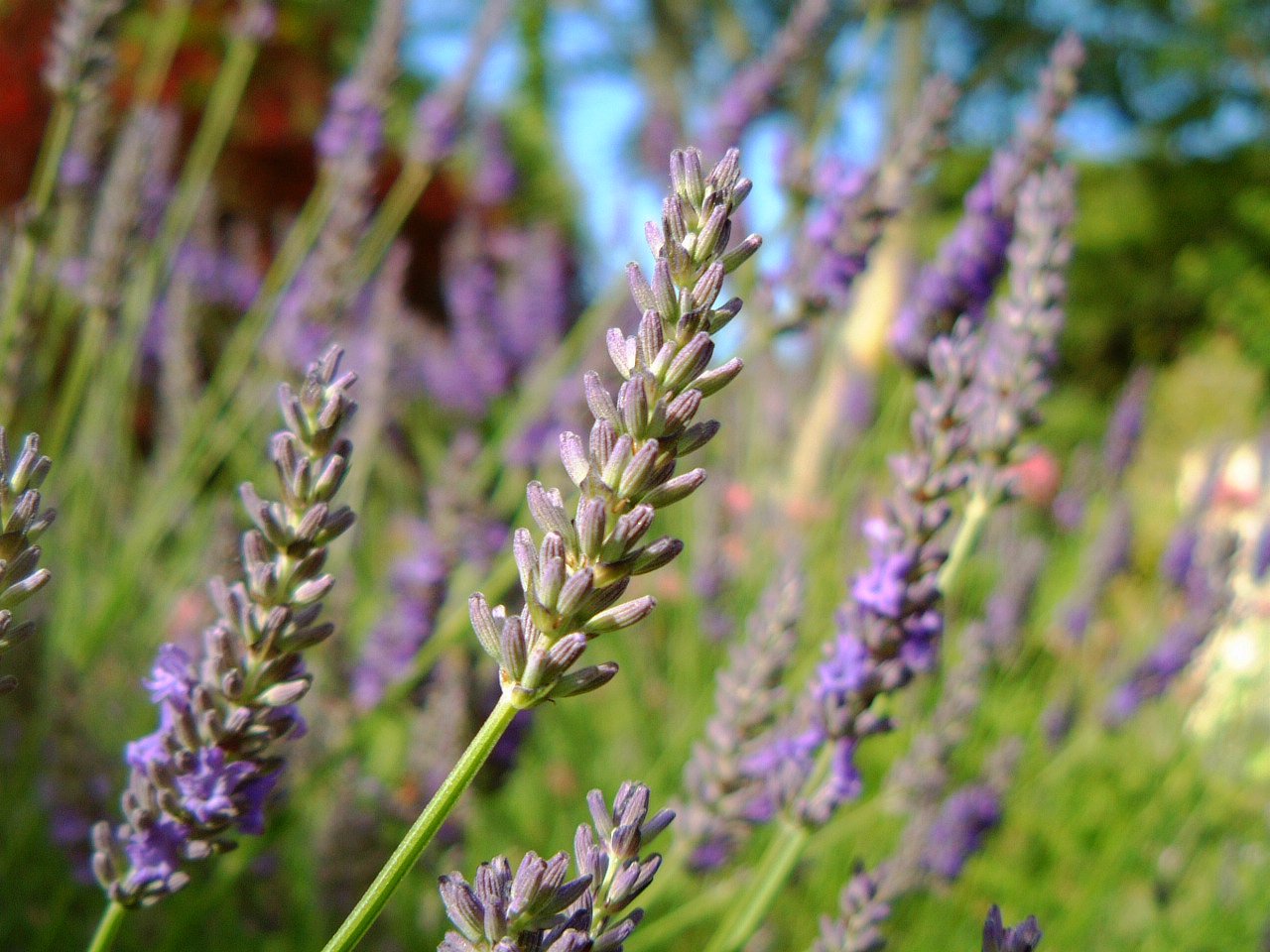 purple flowers are blooming in a field of grass