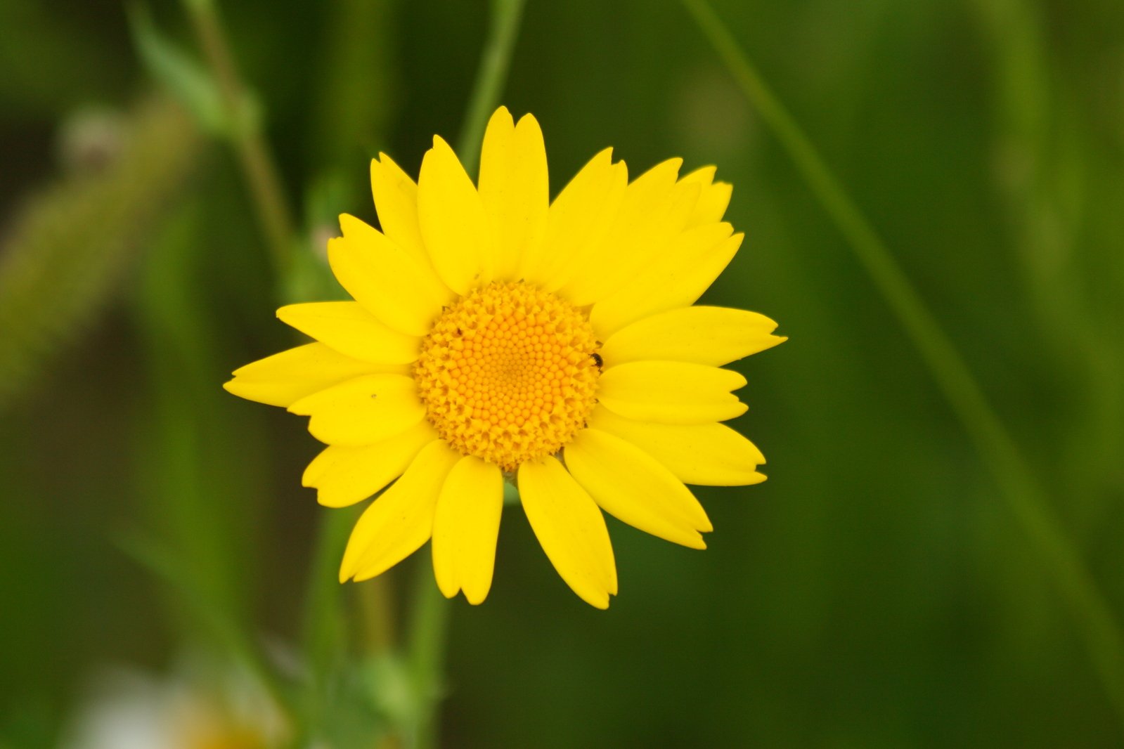 a yellow flower with large, circular center