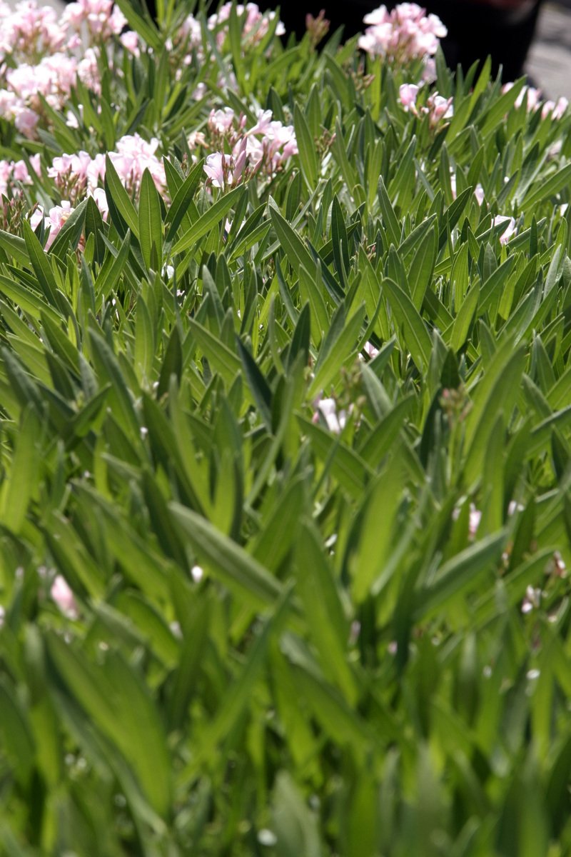 some green grass with pink flowers and one black bird