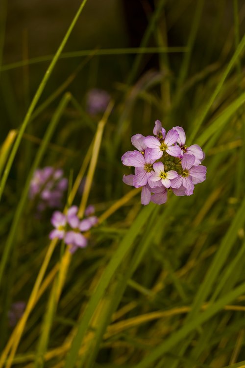 closeup of purple flowers and long green grass