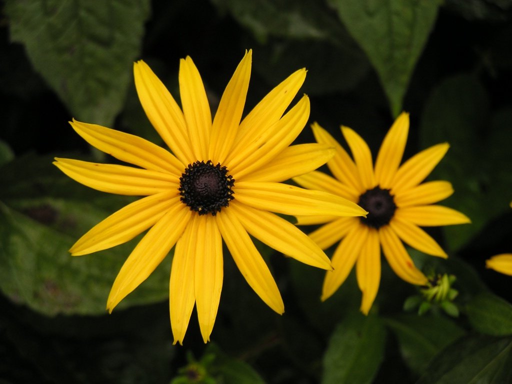 three yellow flowers in the middle of leaves