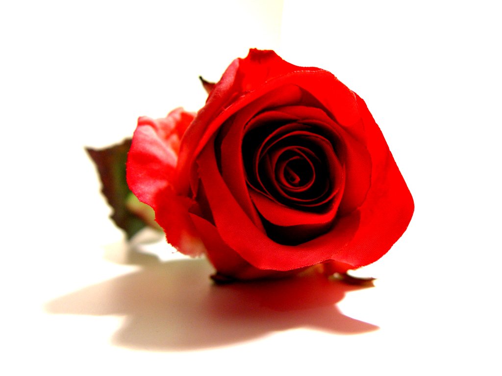 the shadow of a single rose on a white background
