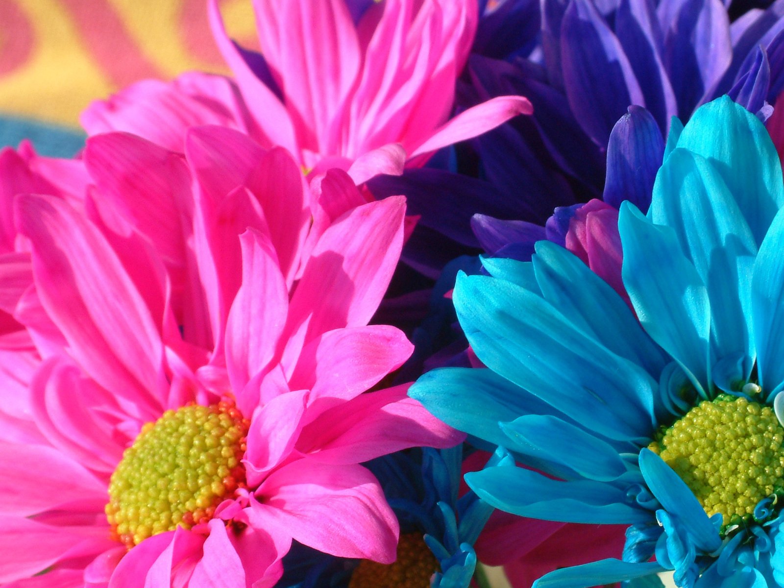 three brightly colored flowers are in a vase