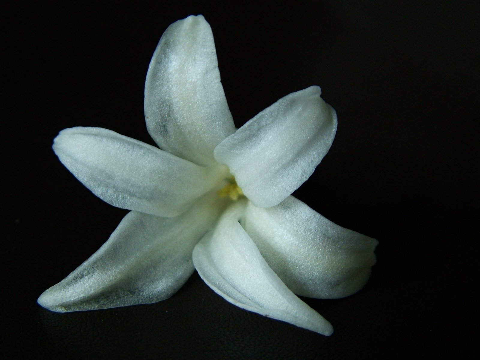 a white flower is on a black surface