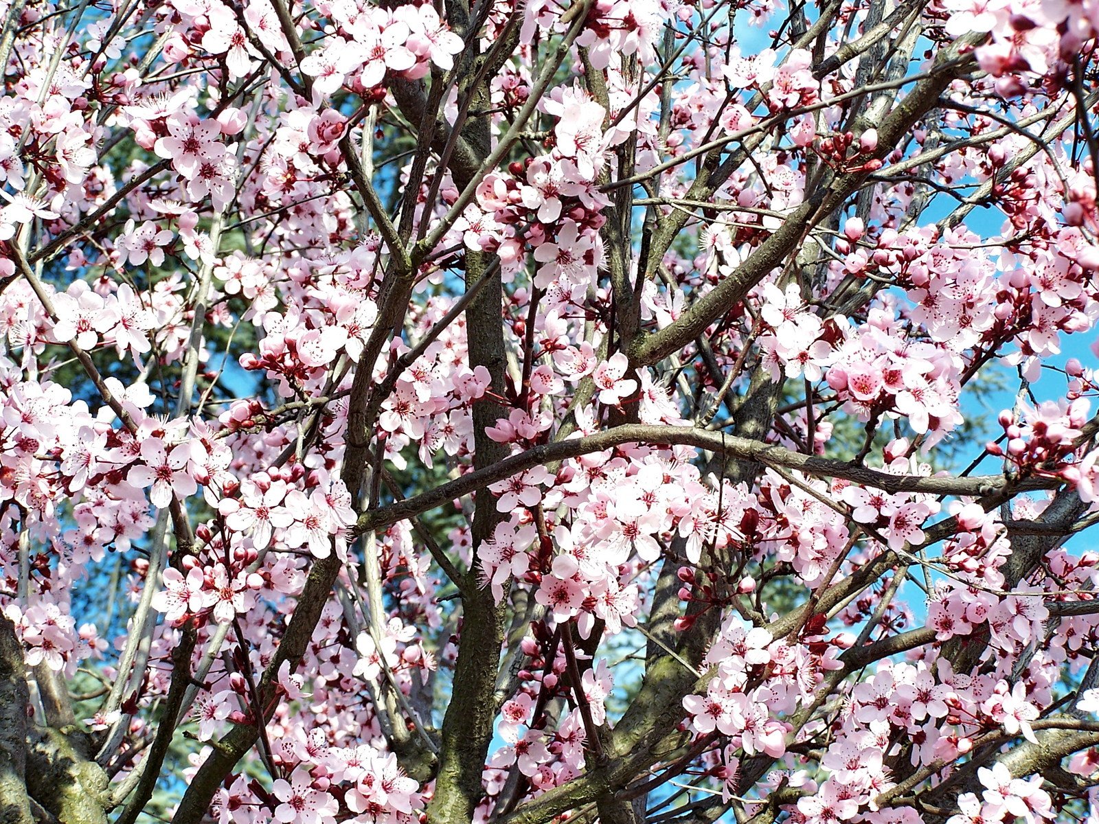 close up of cherry blossoming tree against blue sky