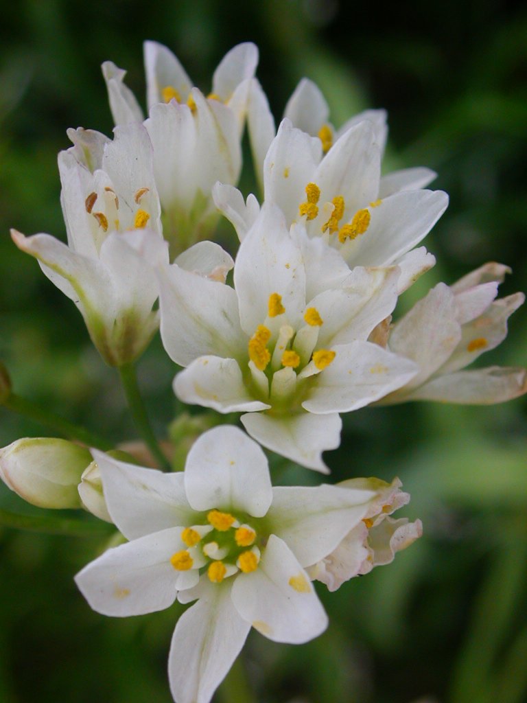 some white flowers with yellow tips on them