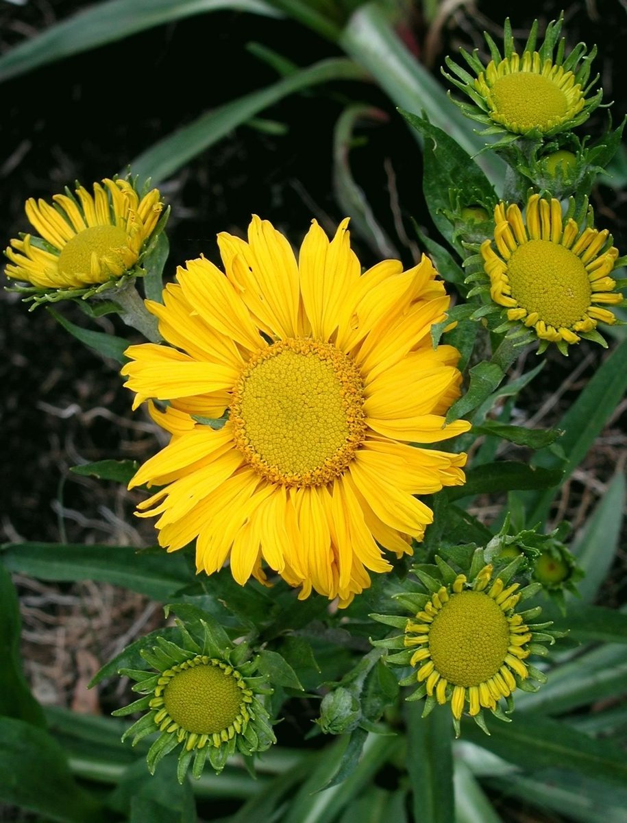 several yellow flowers with green leaves and green stems