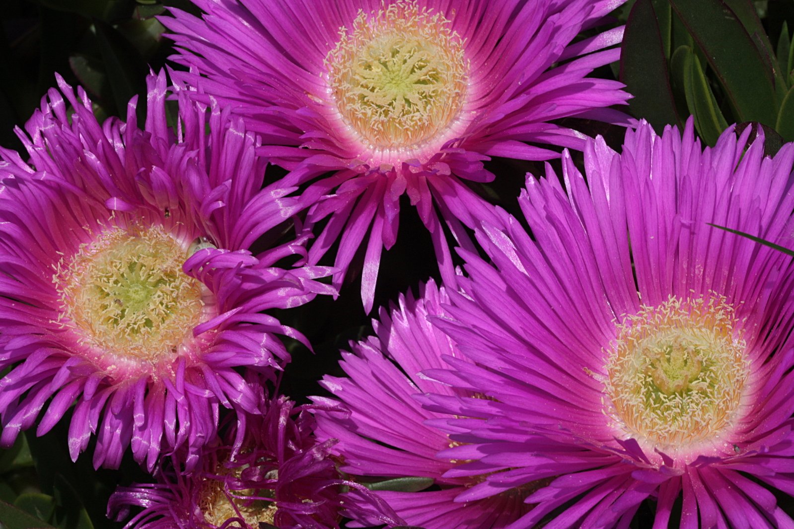 an arrangement of purple flowers growing in a field