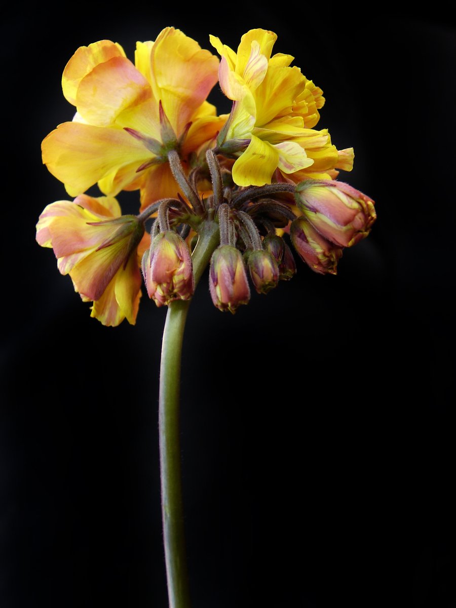 the closeup of an orchid blooming in the dark