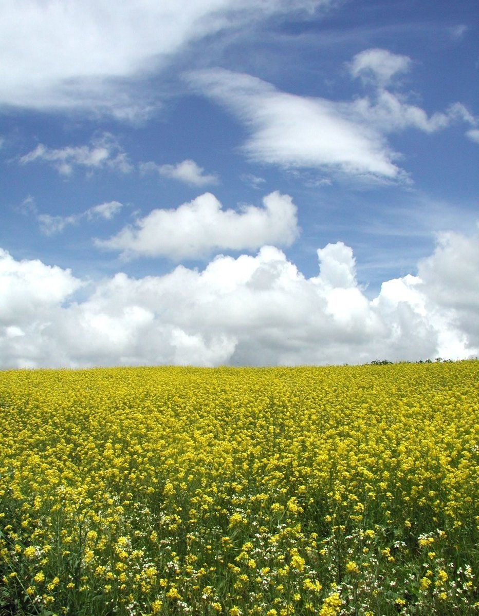 there is a huge field of yellow flowers