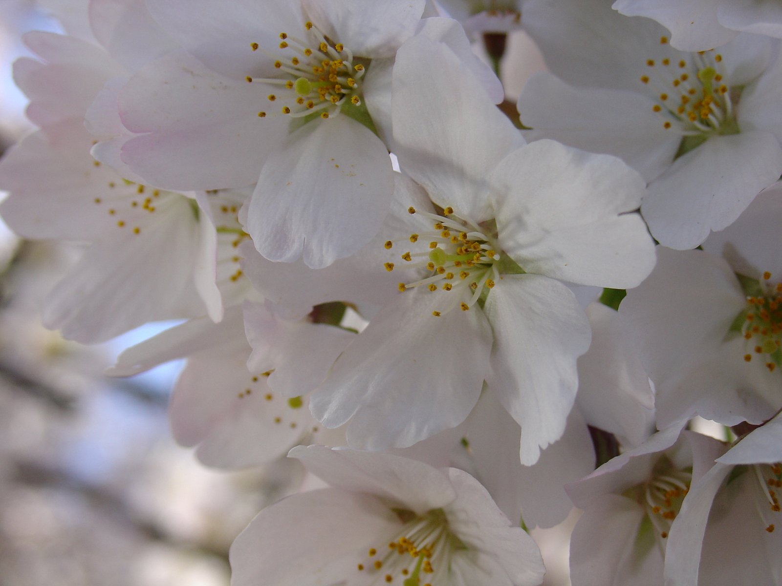 a bunch of white blossoms in close up s
