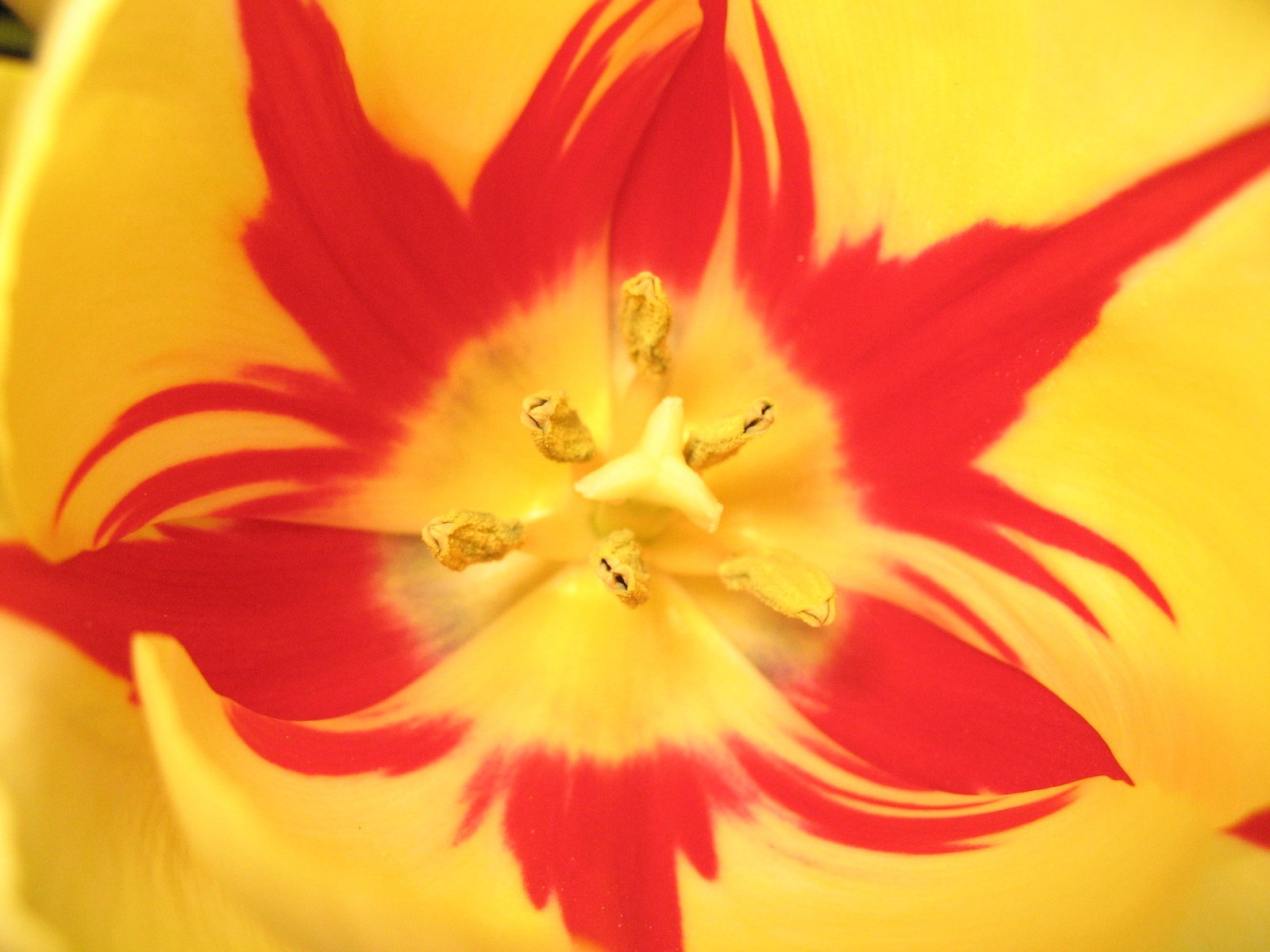 a yellow and red flower with a black background