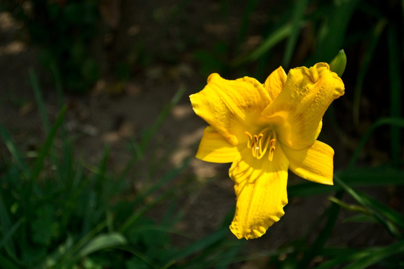 a yellow flower in the grass