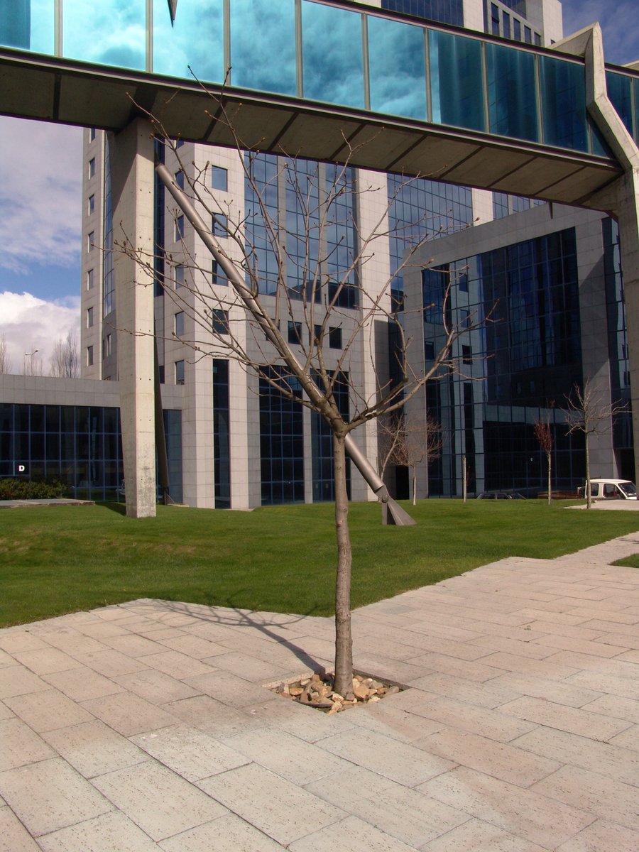 a lone tree in a green area outside an office building