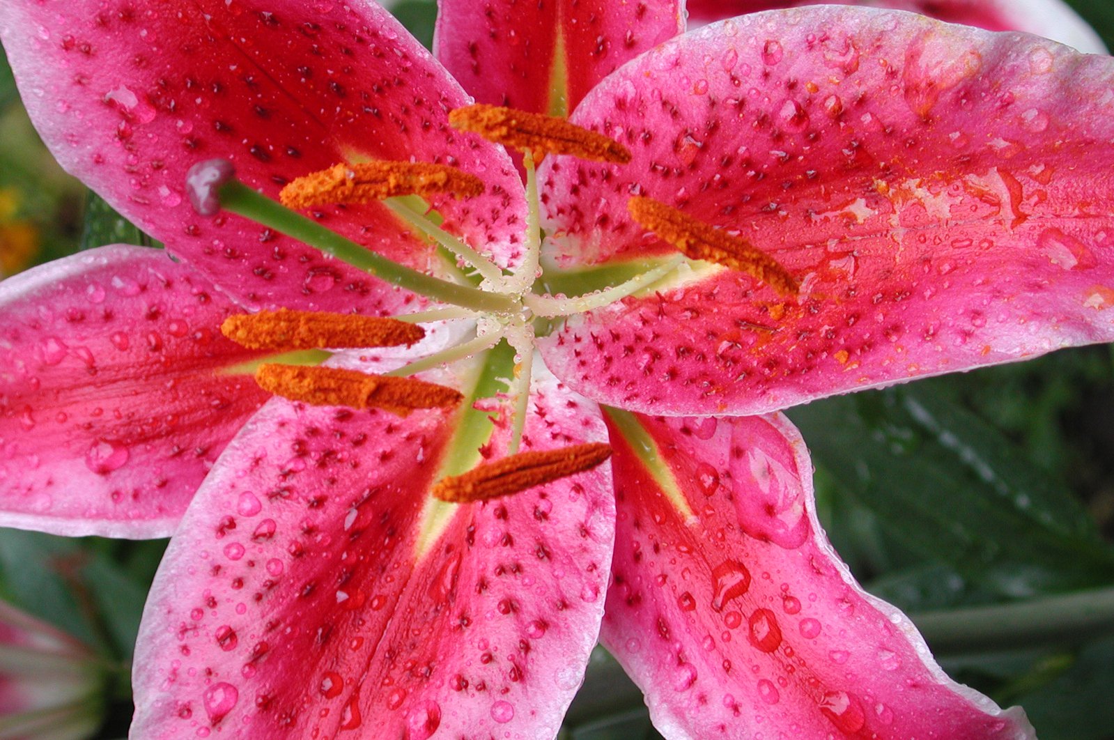 red flower with dew drops is growing on it