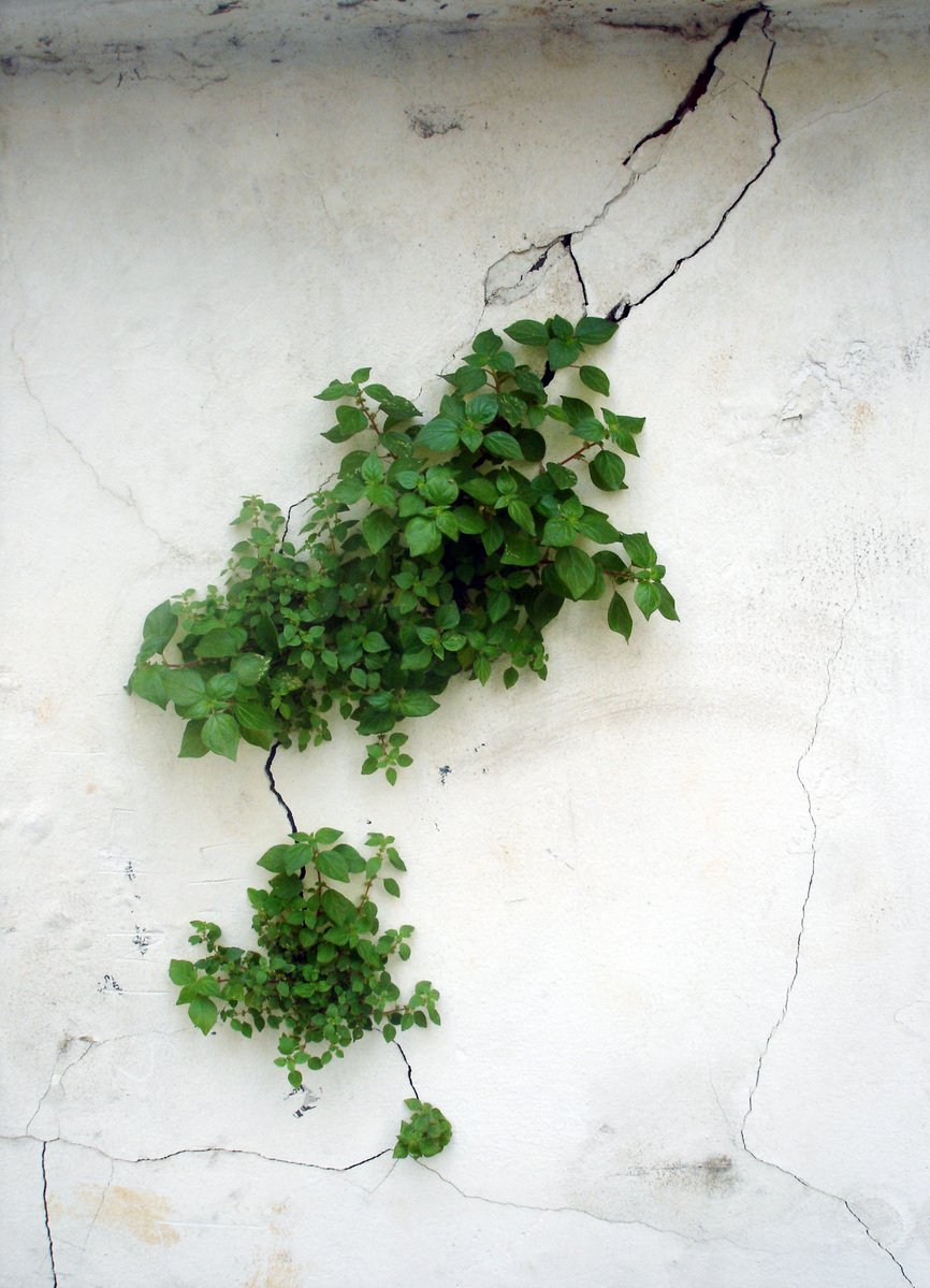 a white wall covered in vines of various plants