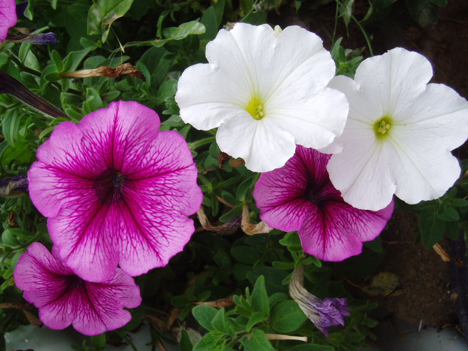 pink and white flowers are blooming close together