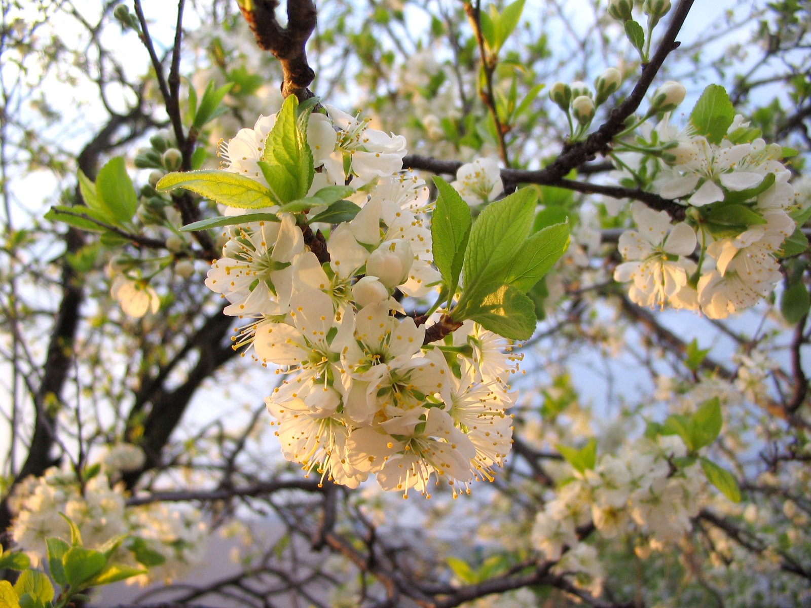 flowering tree with leaves and flowers in the spring
