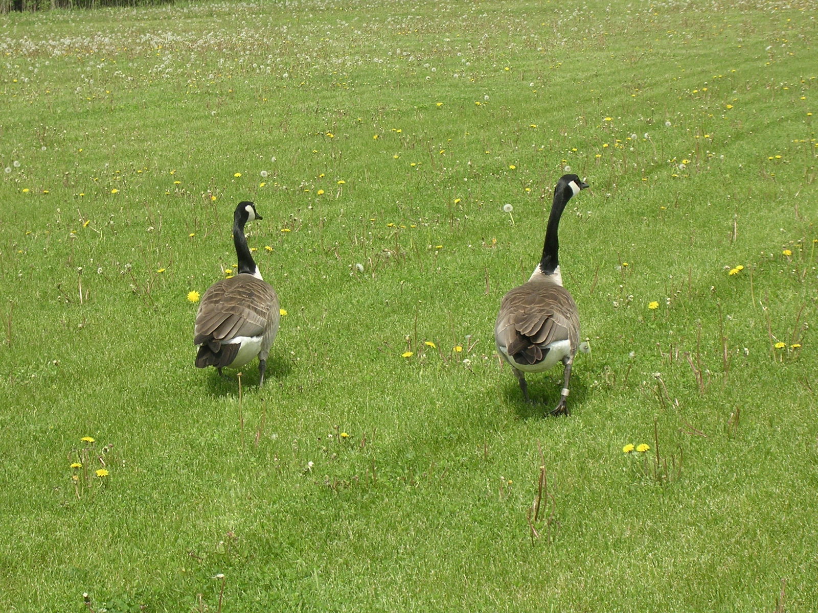 two geese are walking in the green grass