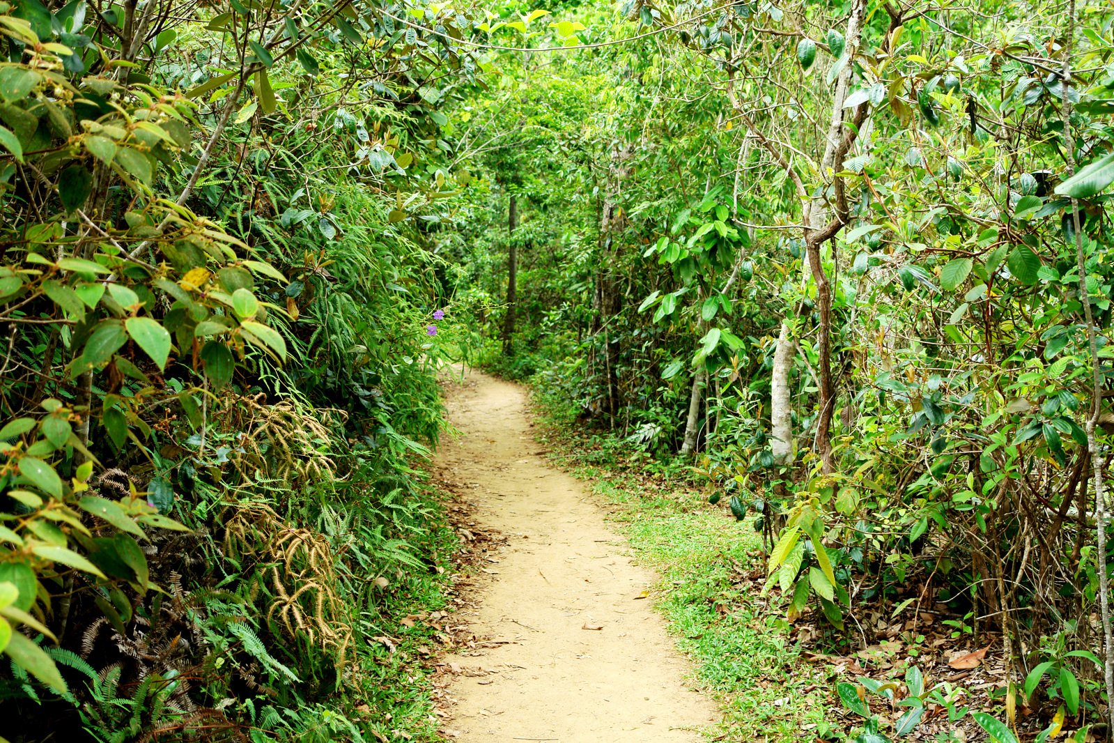 an open pathway with trees around and over