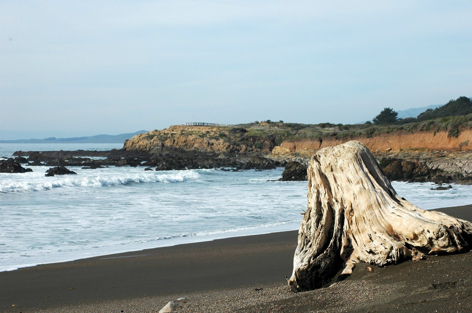 a tree stump standing on the shore of a beach