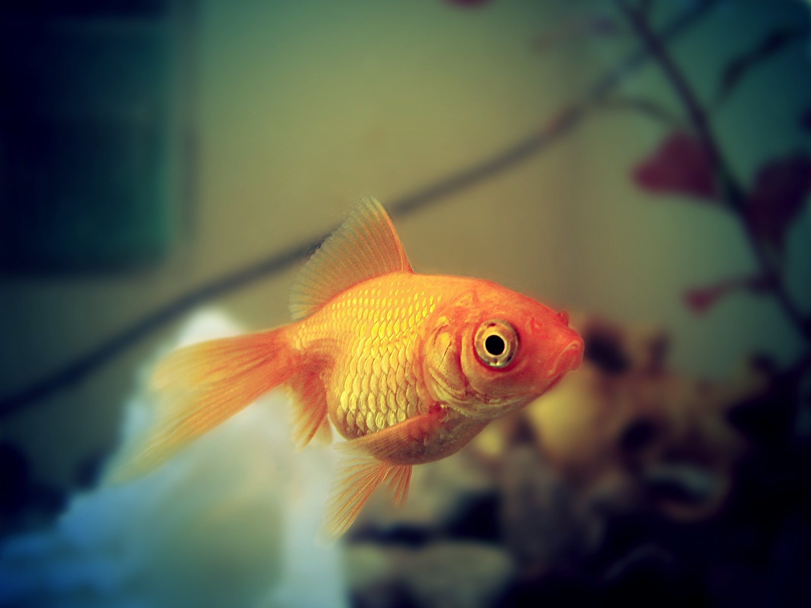 a goldfish in a fish bowl with flowers in the background