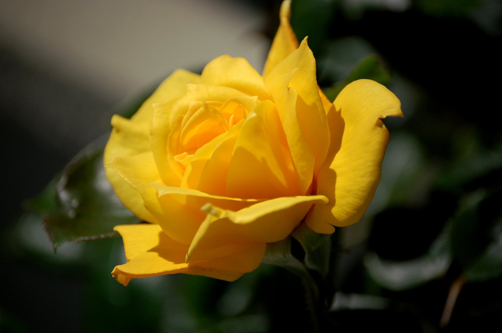 a yellow rose that is blooming on top of some leaves