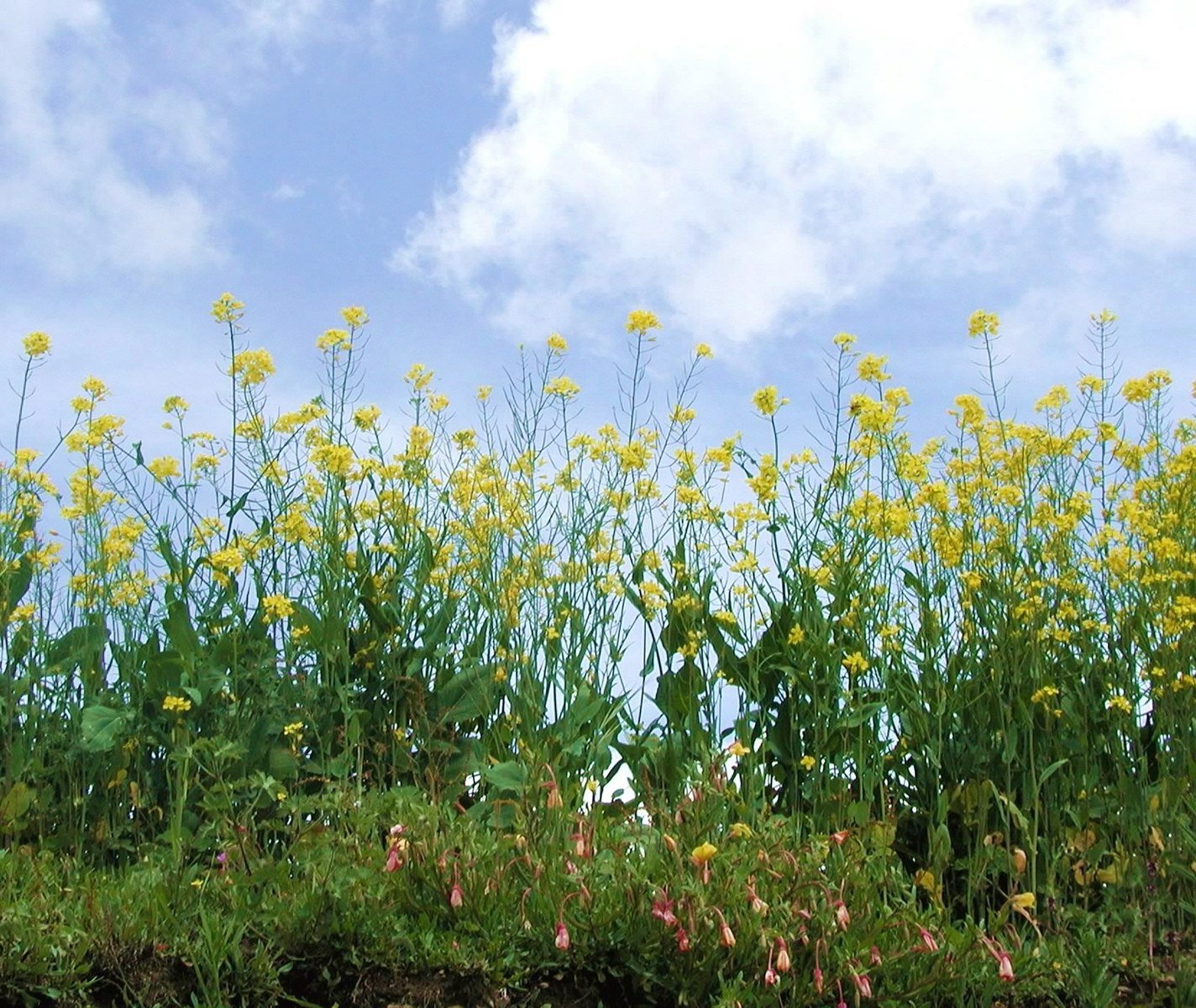 several large yellow flowers and a blue sky