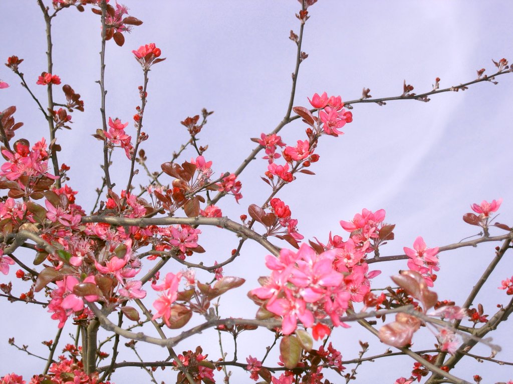 a tree filled with pink flowers on a clear day