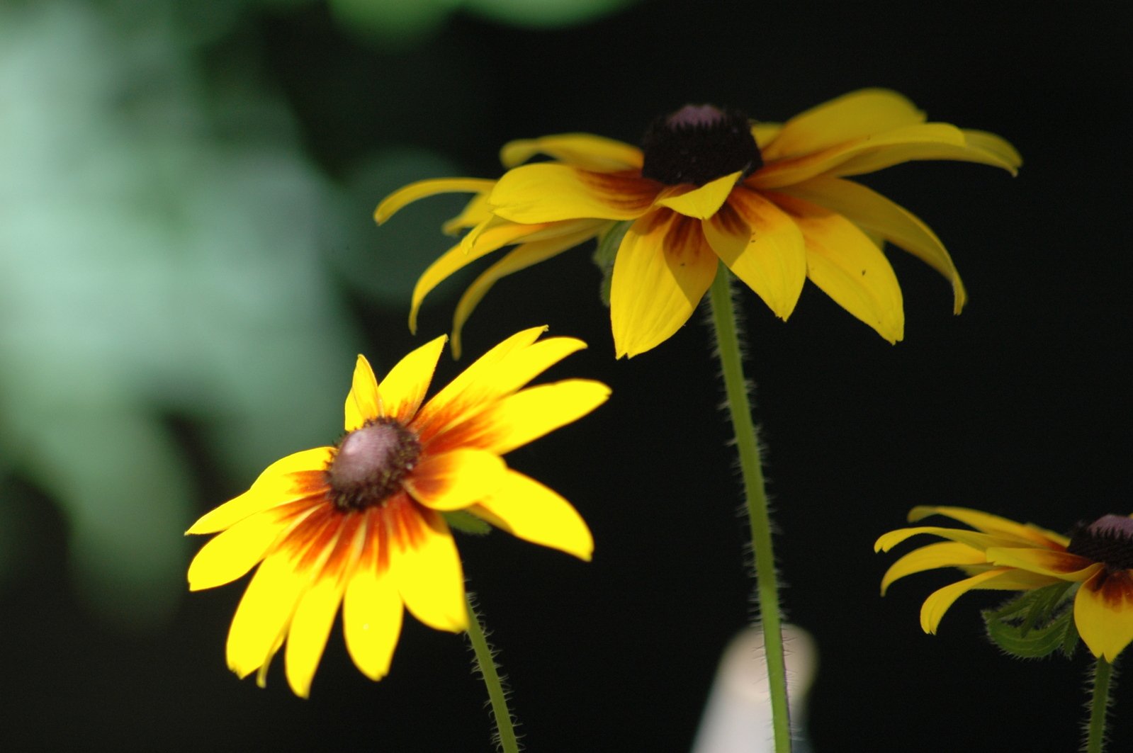 three large yellow and orange flowers bloom in the sunlight