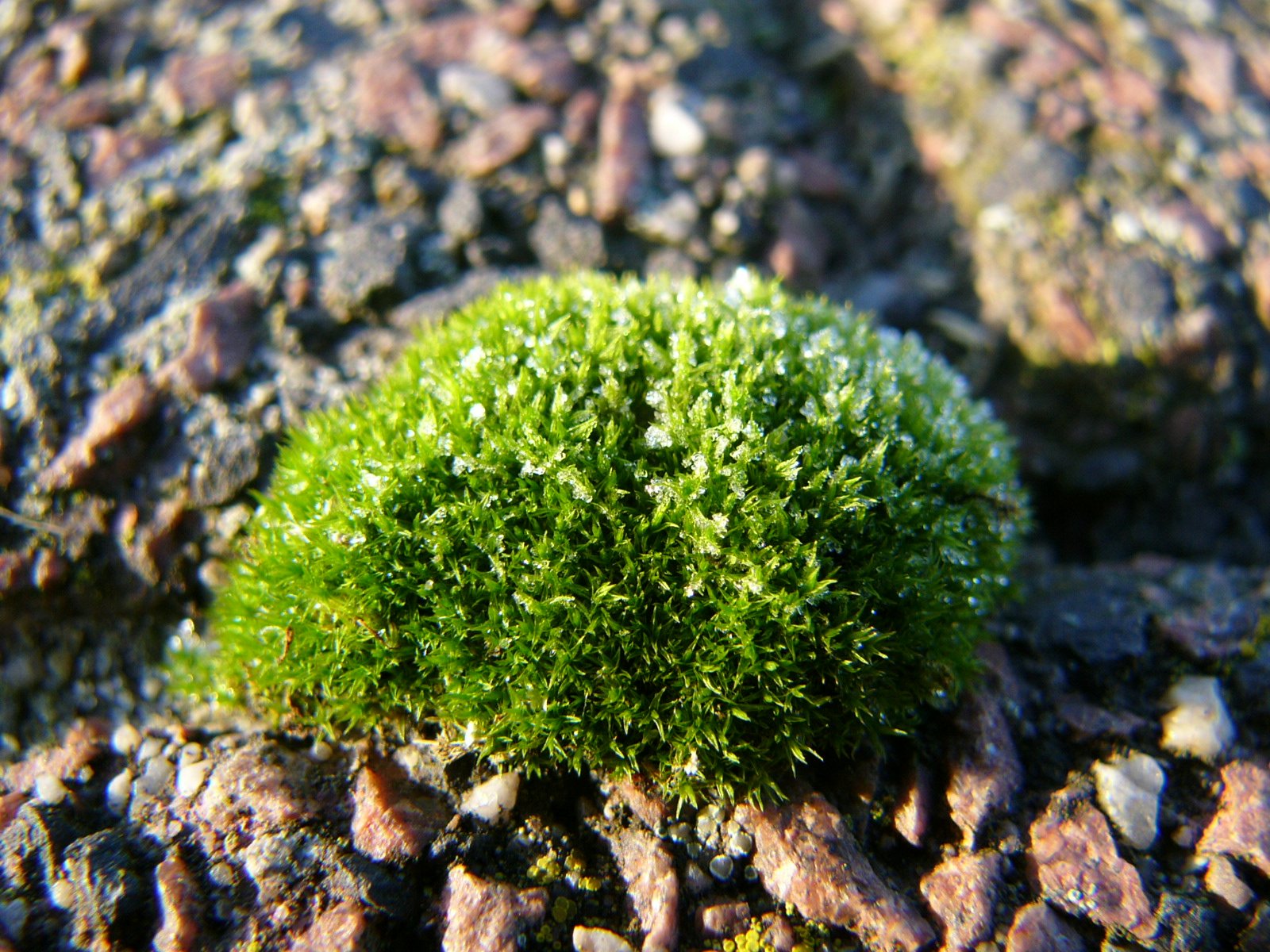 a green plant grows from the rocks in the desert