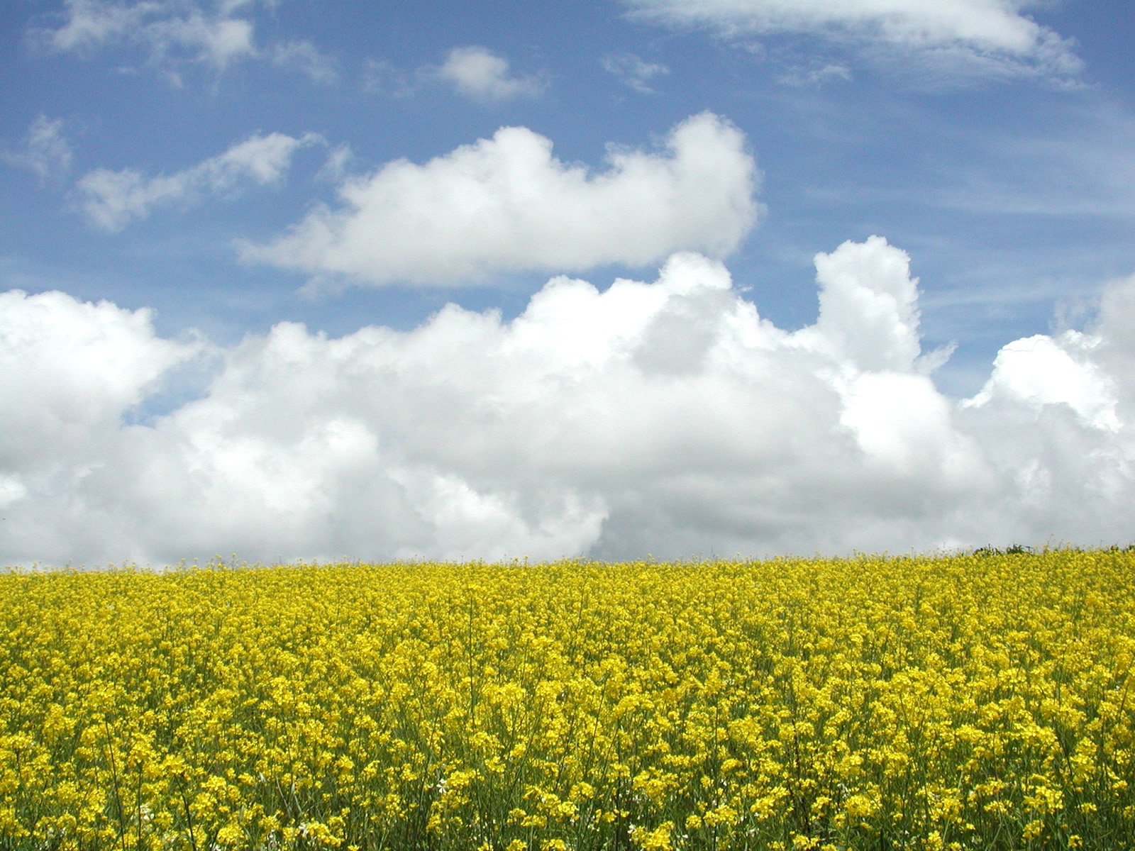 a large field full of yellow flowers under some clouds