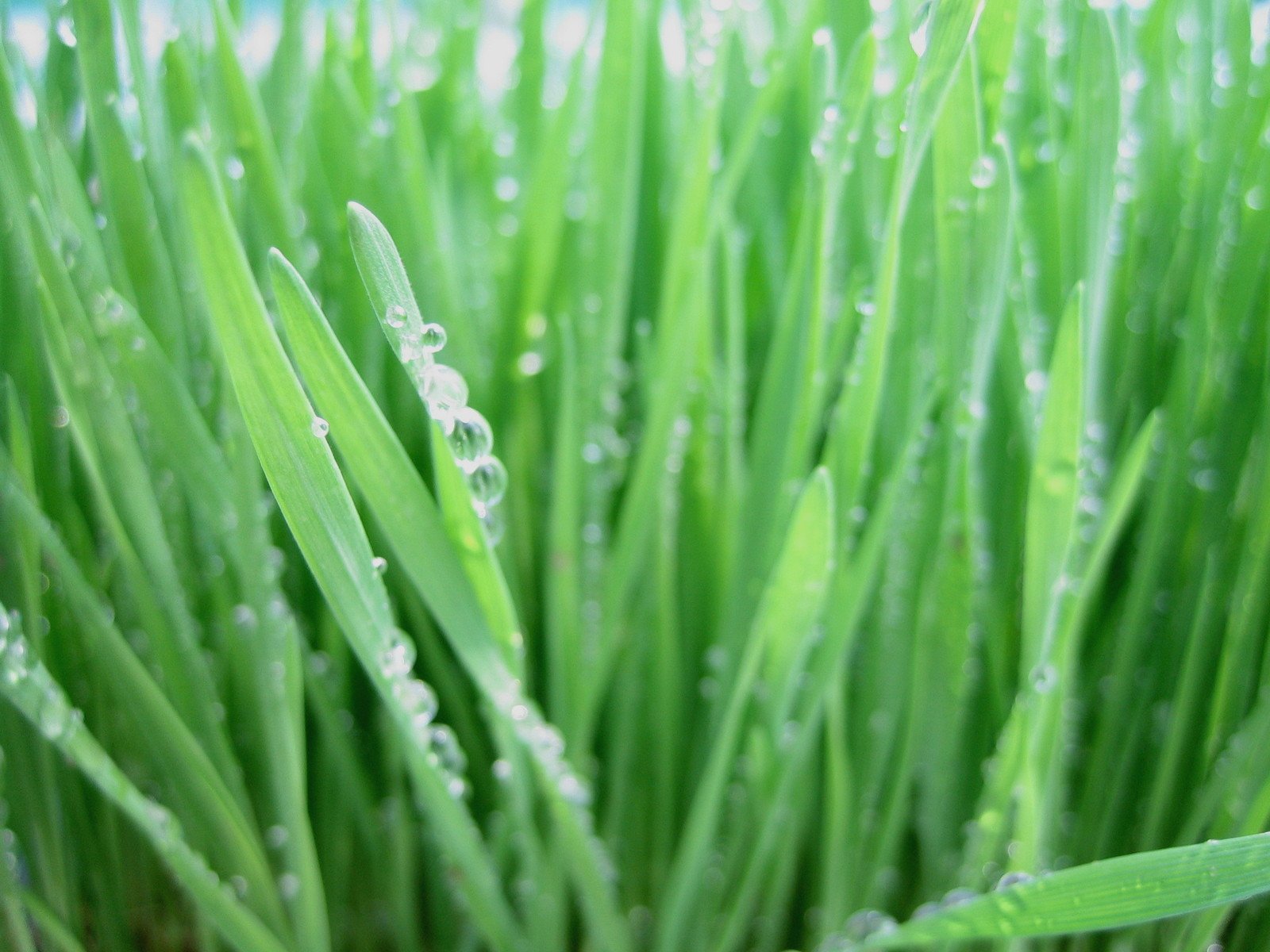 grass with water drops on it and green grass