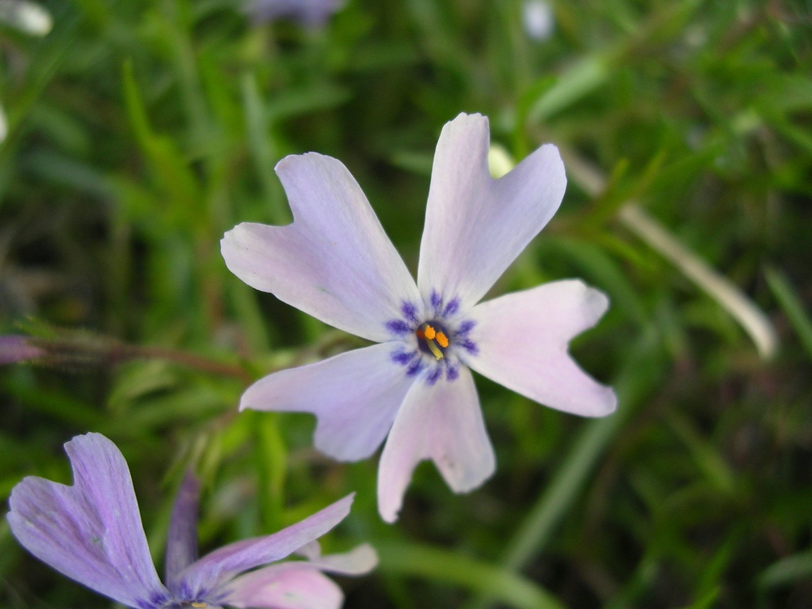 a close up of a flower with purple petals