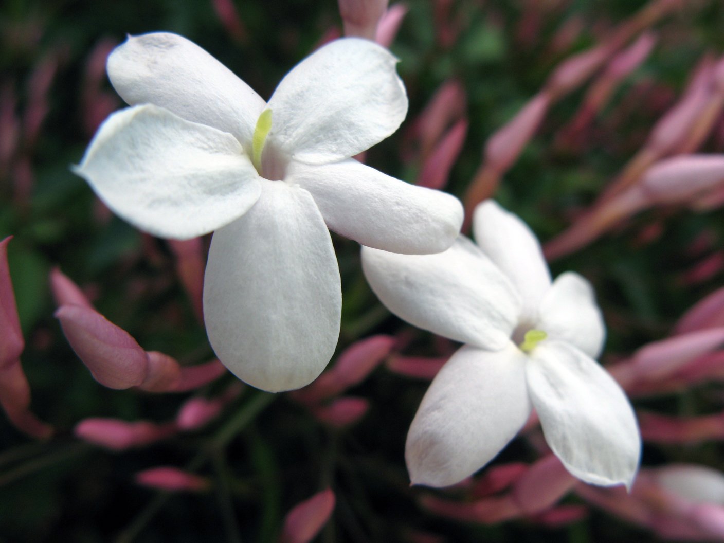 two flowers are blooming among other plants