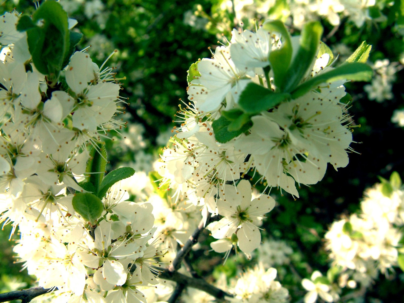 a group of white flowers with green leaves on a tree