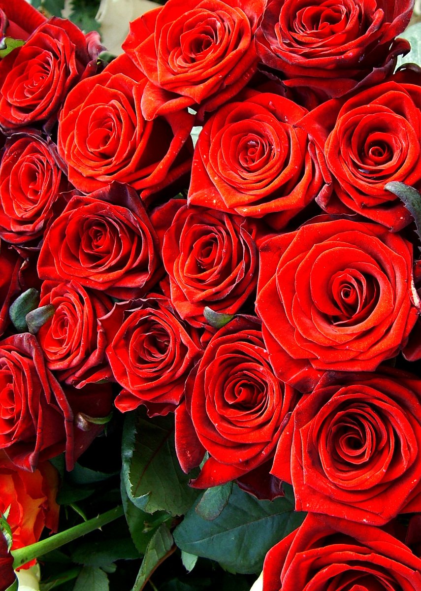 a bunch of red roses piled together for display